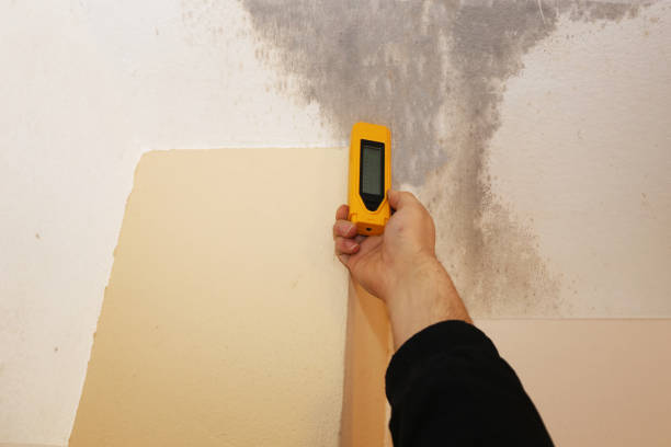 Trusted Battle Mountain, NV Mold Removal Experts